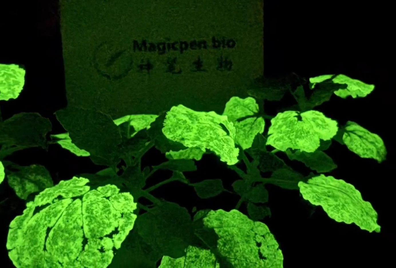 神筆生物-國內首棵基因編輯高亮度夜晚自發光植物震撼問世