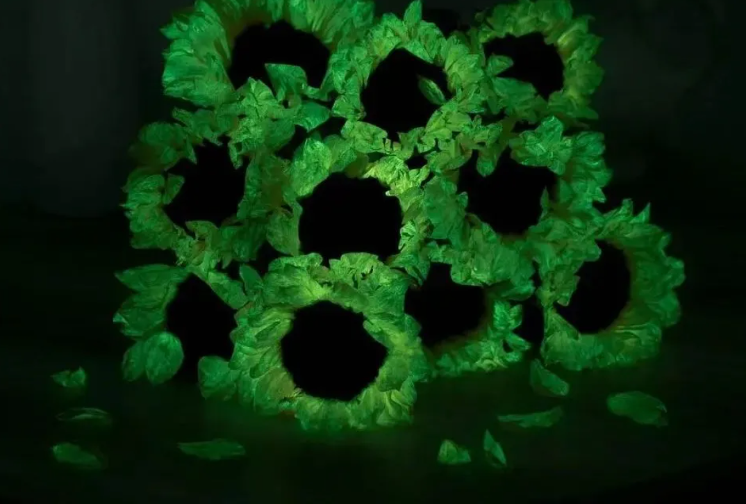 AI+合成生物！合肥造發(fā)光植物，一周賣了一萬株！