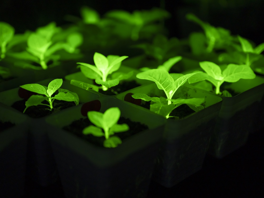 神筆生物重新定義植物發光亮度上限！