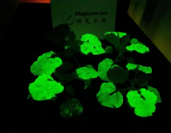 合成生物學正在批量制造“發光植物”，國內已有公司實現突破