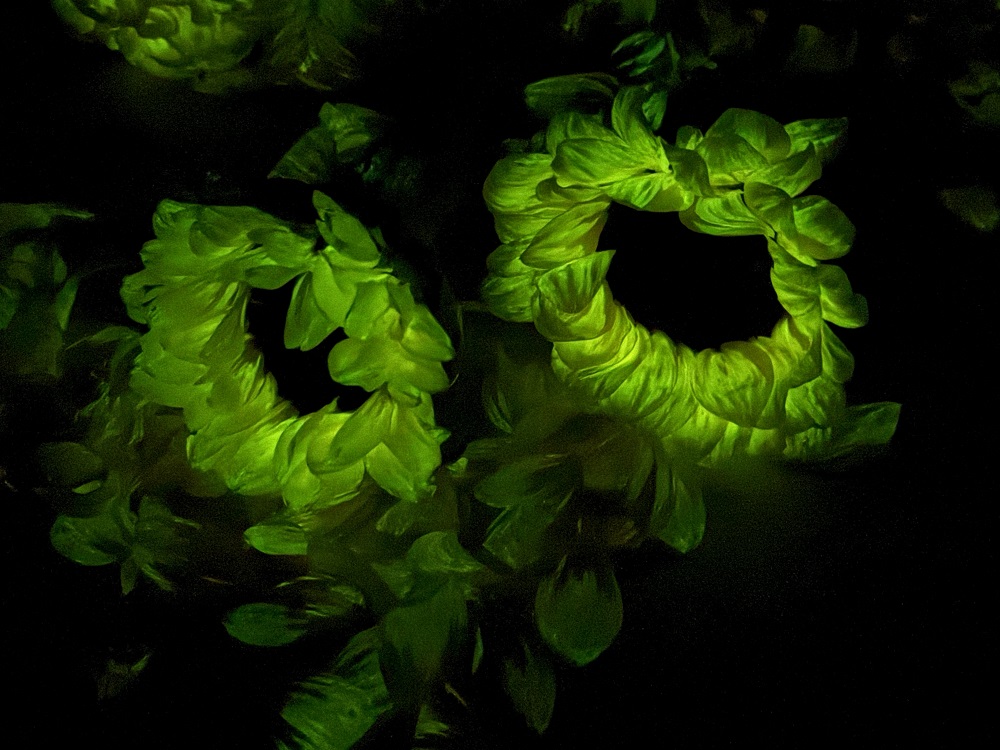 神奇植物能“發(fā)光”！你想來一盆嗎？