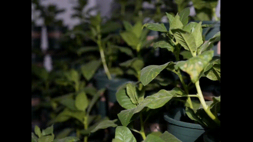 MyVideo_1415.gif